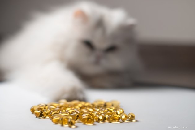 Top Fish Oil Supplements for Cats: 2024 Expert Review