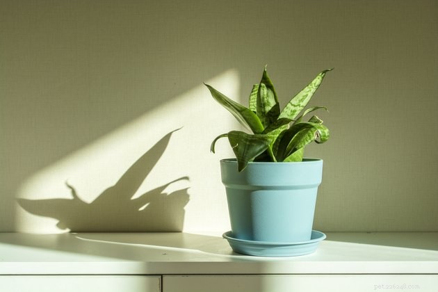 Identify Plants That Are Toxic to Cats: A Guide for a Safe Home