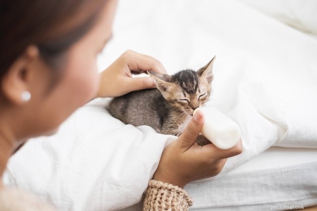 Top Kitten Milk Replacers for 2022: Expert Guide