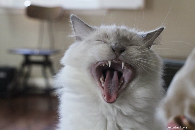 Top Cat Hairball Remedies: 2022 s Most Effective Solutions