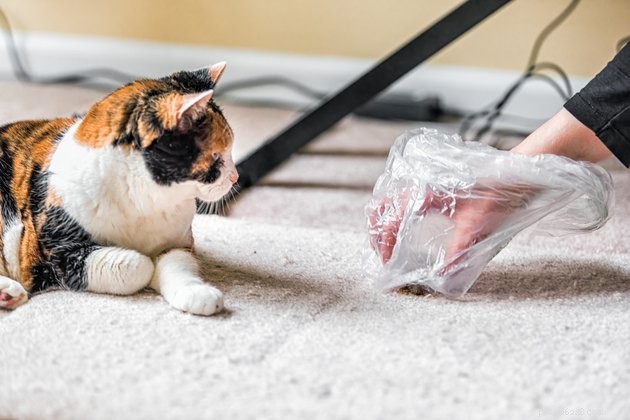 Top Cat Hairball Remedies: 2022 s Most Effective Solutions