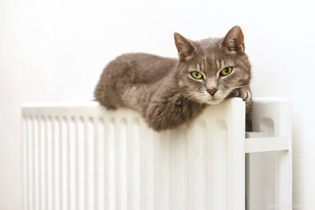 Expert‑Approved Cat Foods for Kidney Health – 2022 Guide