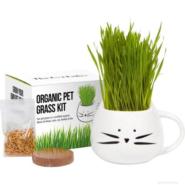 Top Cat Hairball Remedies: 2022 s Most Effective Solutions