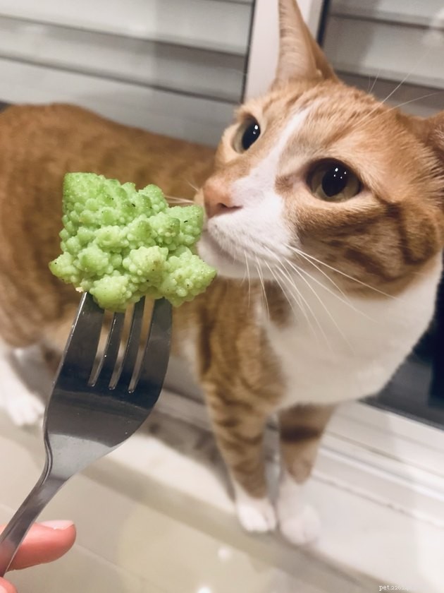Are Vegan Diets Safe for Cats? Expert Insights on Their Nutritional Needs