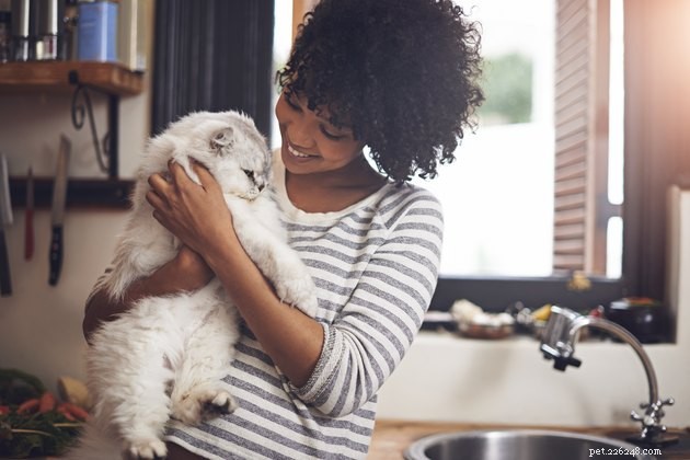 Best Cat Multivitamins 2022: Trusted Picks for Optimal Health