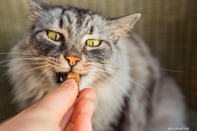 Best Cat Multivitamins 2022: Trusted Picks for Optimal Health