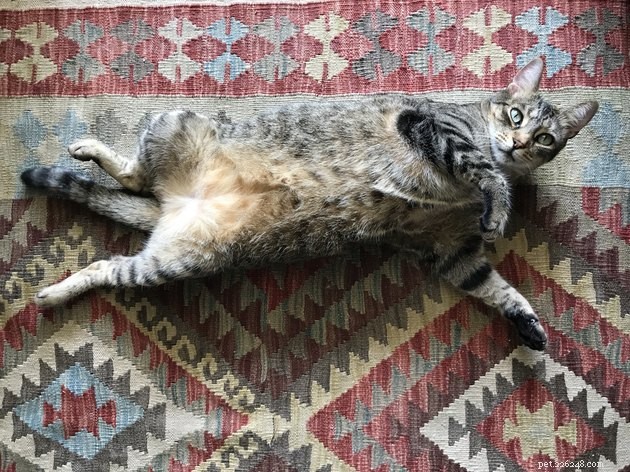 Top Cat Probiotic Supplements for 2022: Boost Digestive Health & Wellness