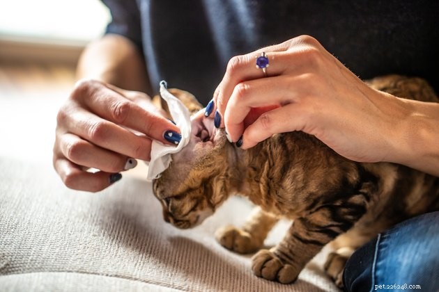 Top Cat Ear Cleaners of 2022: Safe, Effective, and Gentle
