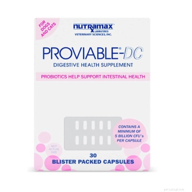 Top Cat Probiotic Supplements for 2022: Boost Digestive Health & Wellness
