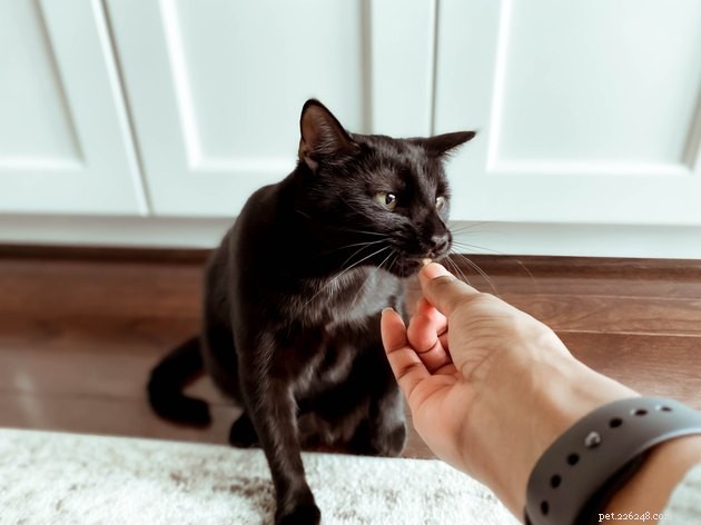Top Cat Pill Pockets of 2022: Easy, Tasty, Stress‑Free Medication