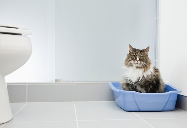 Top Cat Food for Urinary Health: 2022’s Best Choices