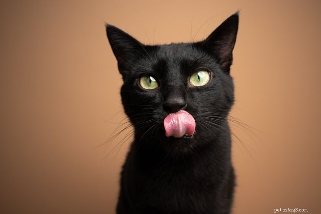 Understanding Cat Molting: How Your Feline Prepares for Seasonal Changes