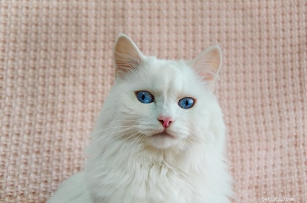 Do Cats Burp? Understanding When and Why Cats Belch