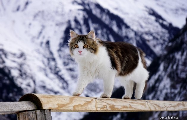 Understanding Cat Molting: How Your Feline Prepares for Seasonal Changes