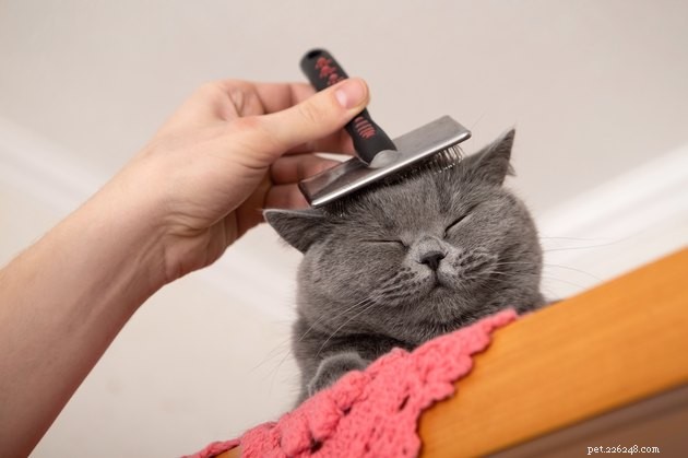 Understanding Cat Molting: How Your Feline Prepares for Seasonal Changes
