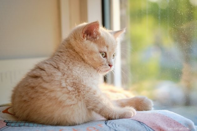 Do Cats Burp? Understanding When and Why Cats Belch