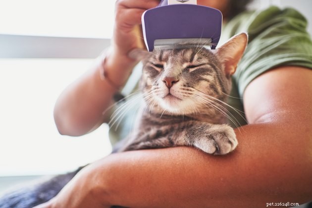 Understanding Cat Molting: How Your Feline Prepares for Seasonal Changes