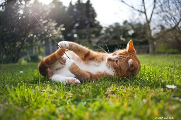 Understanding Cat Depression: Signs, Causes, and How to Help