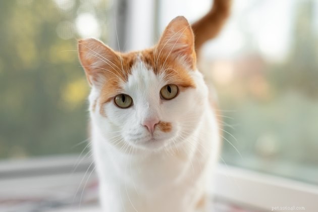 Understanding Cat Depression: Signs, Causes, and How to Help