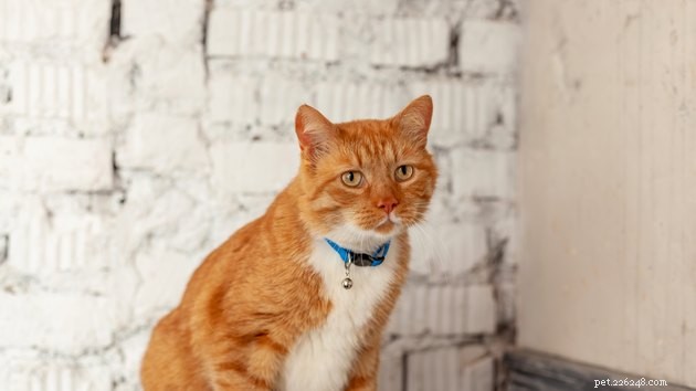 Understanding Cat Depression: Signs, Causes, and How to Help