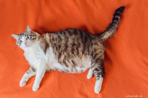 Top Cat Food Brands for Weight Loss: Expert-Approved 2022 Guide