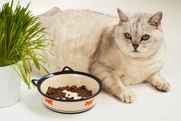 Top Cat Food Brands for Weight Loss: Expert-Approved 2022 Guide