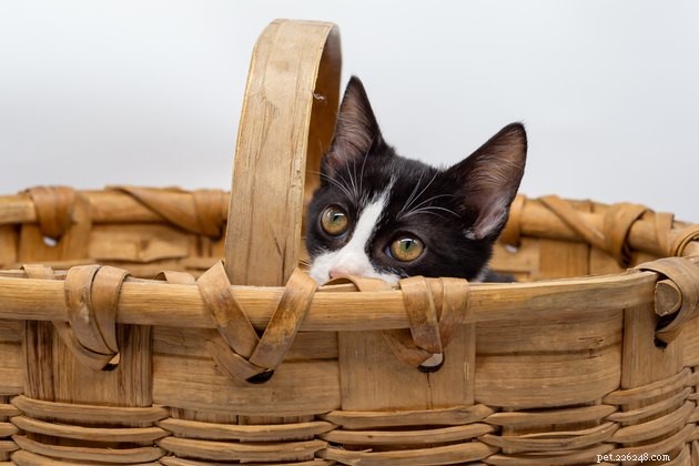Why Doesn t My Cat Meow? Understanding Quiet Cats
