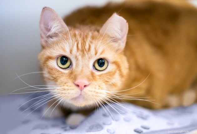 Why Doesn t My Cat Meow? Understanding Quiet Cats