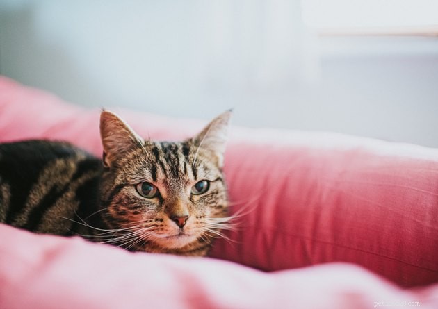 Why Doesn t My Cat Meow? Understanding Quiet Cats