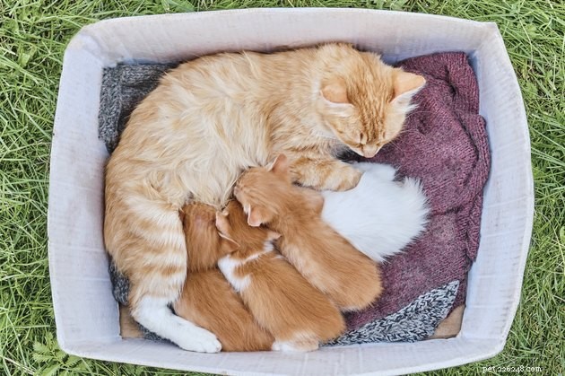 Is Dairy Safe for Cats? Myths vs. Reality