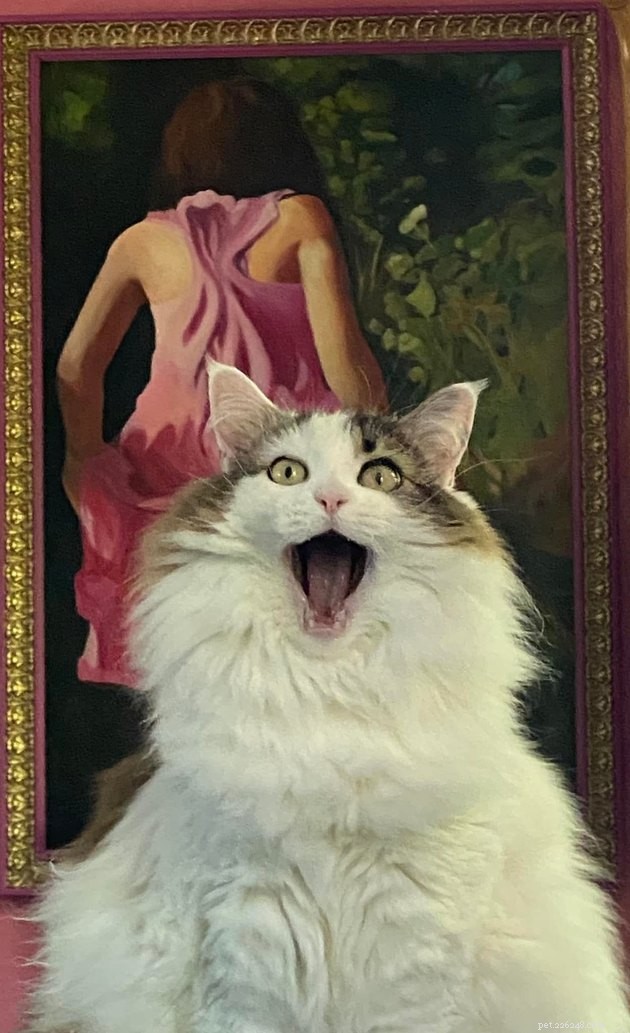 The Hottest Pet Photo Collection: Hilarious Cats & Dogs of the Year