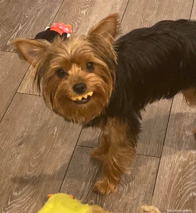 The Hottest Pet Photo Collection: Hilarious Cats & Dogs of the Year