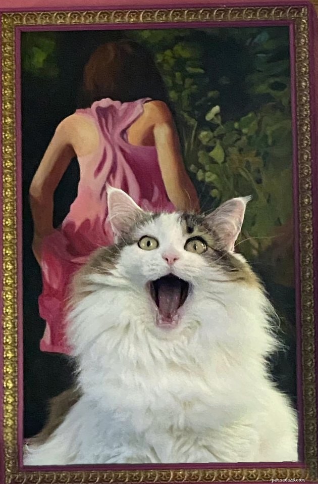The Hottest Pet Photo Collection: Hilarious Cats & Dogs of the Year