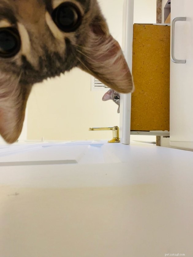 The Hottest Pet Photo Collection: Hilarious Cats & Dogs of the Year