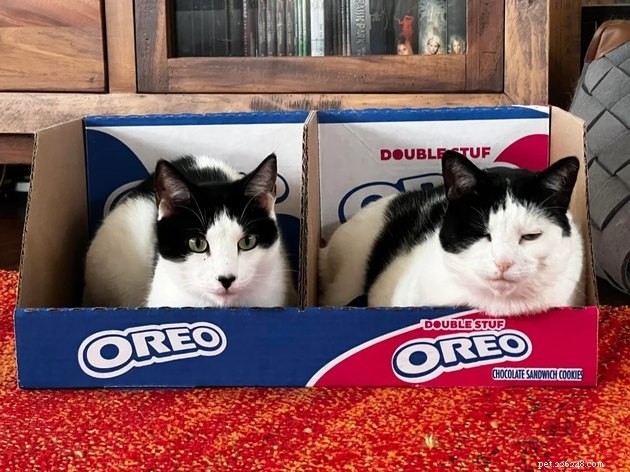 The Hottest Pet Photo Collection: Hilarious Cats & Dogs of the Year