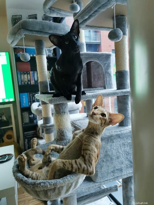 The Hottest Pet Photo Collection: Hilarious Cats & Dogs of the Year