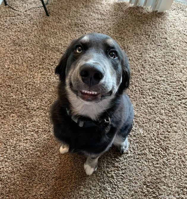 The Hottest Pet Photo Collection: Hilarious Cats & Dogs of the Year