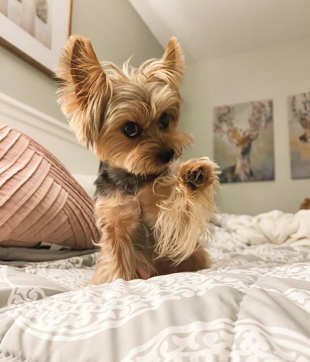 The Hottest Pet Photo Collection: Hilarious Cats & Dogs of the Year