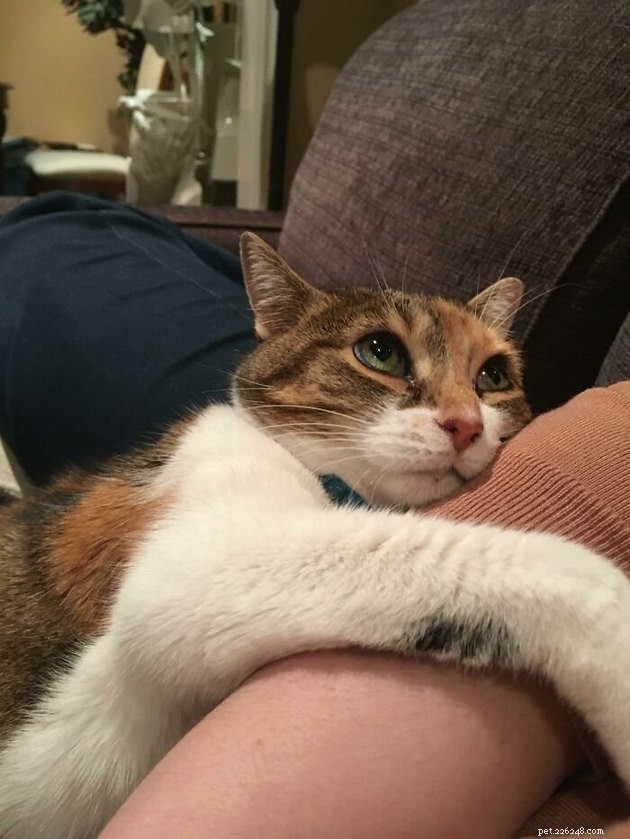 The Hottest Pet Photo Collection: Hilarious Cats & Dogs of the Year