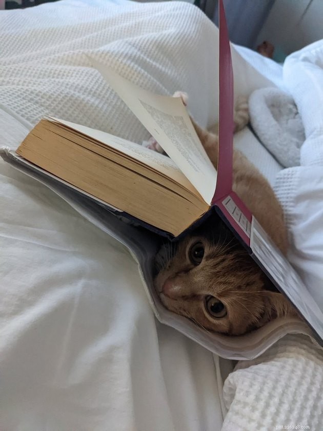 The Hottest Pet Photo Collection: Hilarious Cats & Dogs of the Year