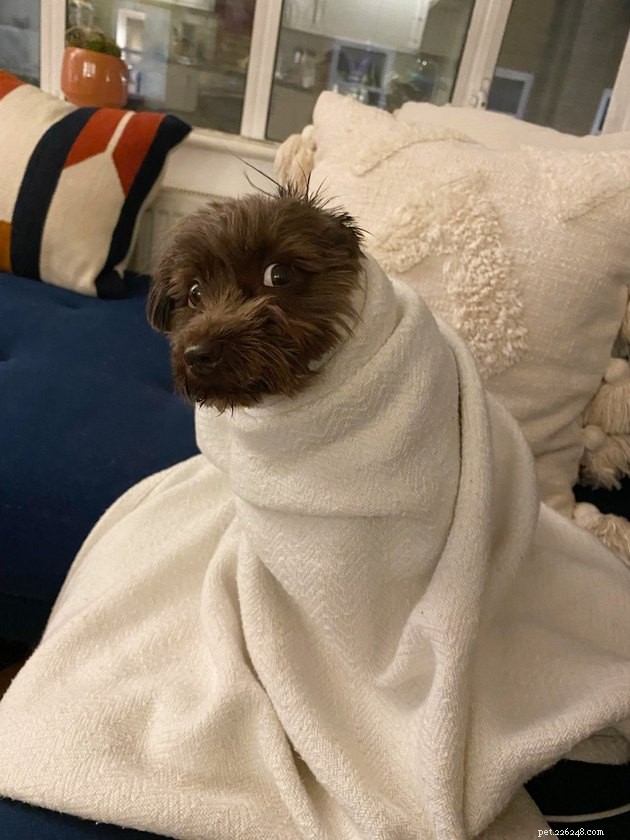 The Hottest Pet Photo Collection: Hilarious Cats & Dogs of the Year