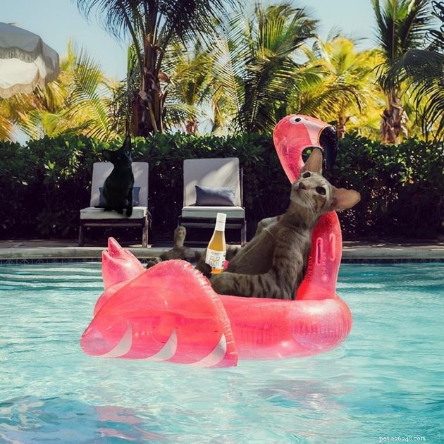 The Hottest Pet Photo Collection: Hilarious Cats & Dogs of the Year