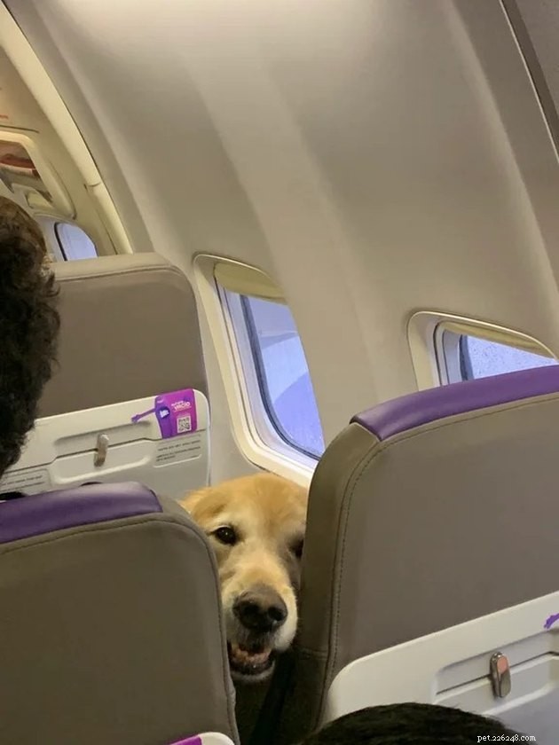 The Hottest Pet Photo Collection: Hilarious Cats & Dogs of the Year
