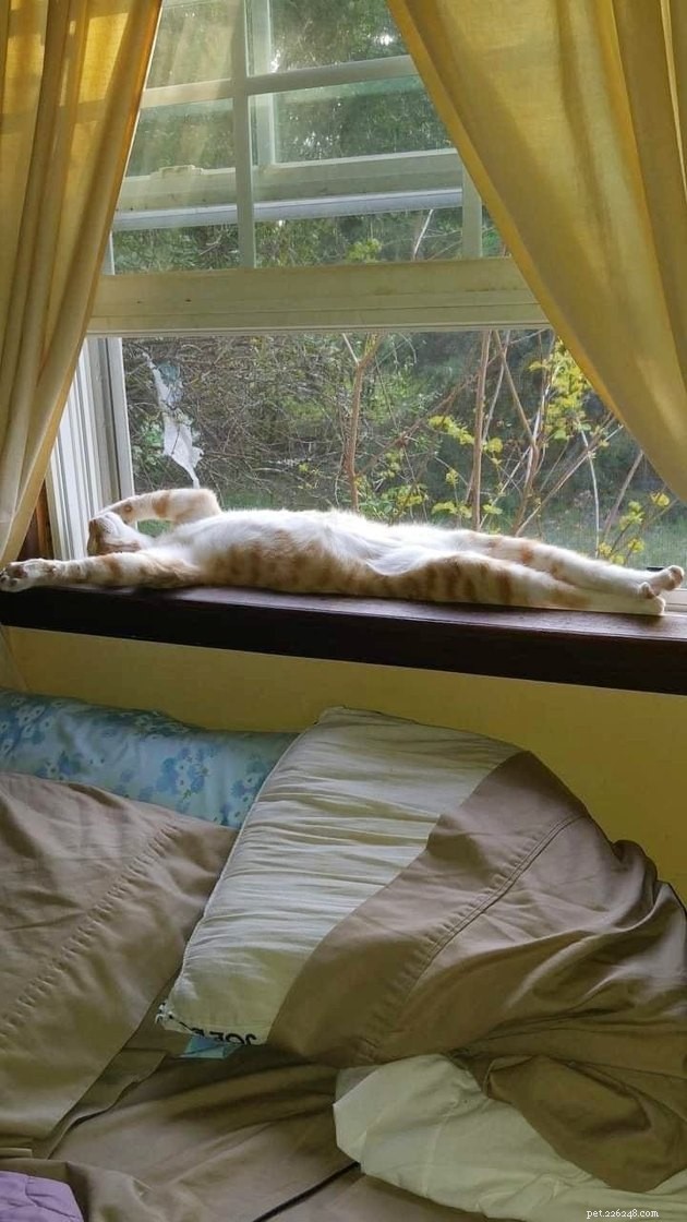 16 Adorable Pet Photos That Instantly Brighten Your Day