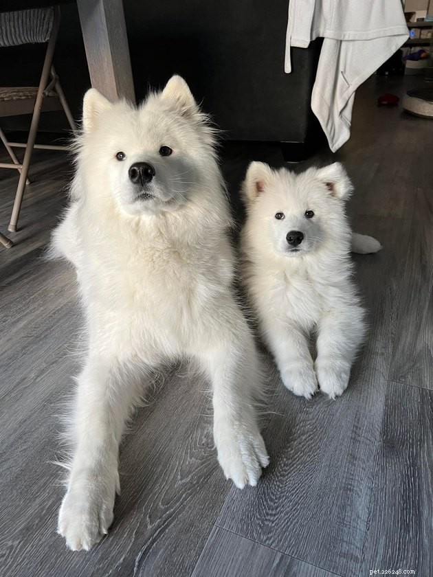 16 Adorable Pet Photos That Instantly Brighten Your Day