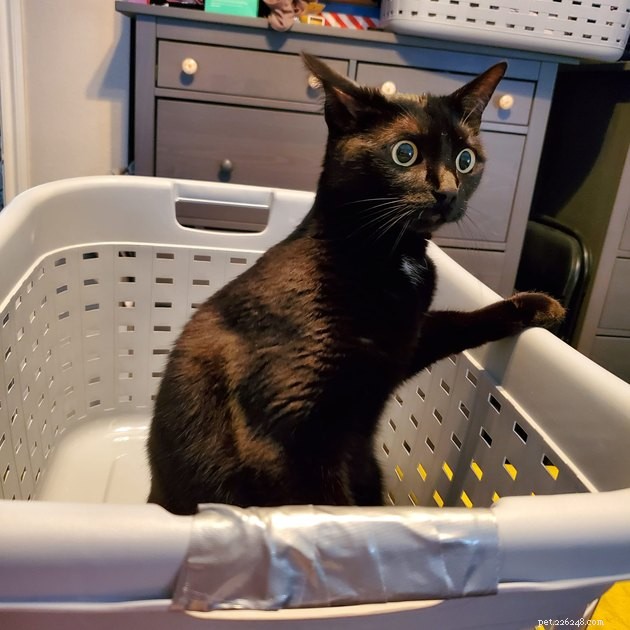 16 Adorable Pet Photos That Instantly Brighten Your Day