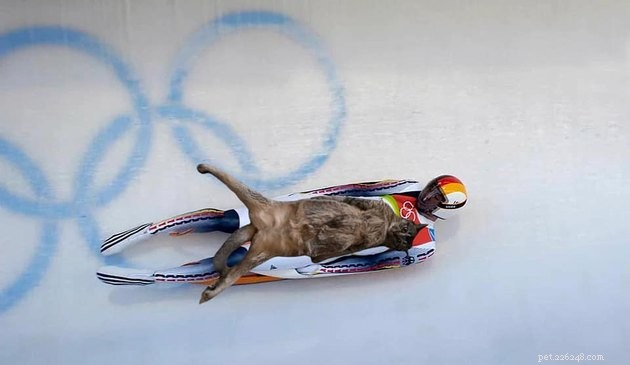 16 Adorable Pet Photos That Instantly Brighten Your Day