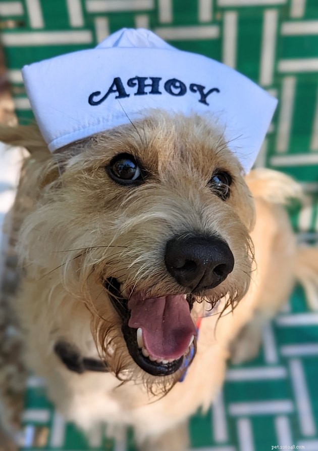 16 Adorable Pet Photos That Instantly Brighten Your Day