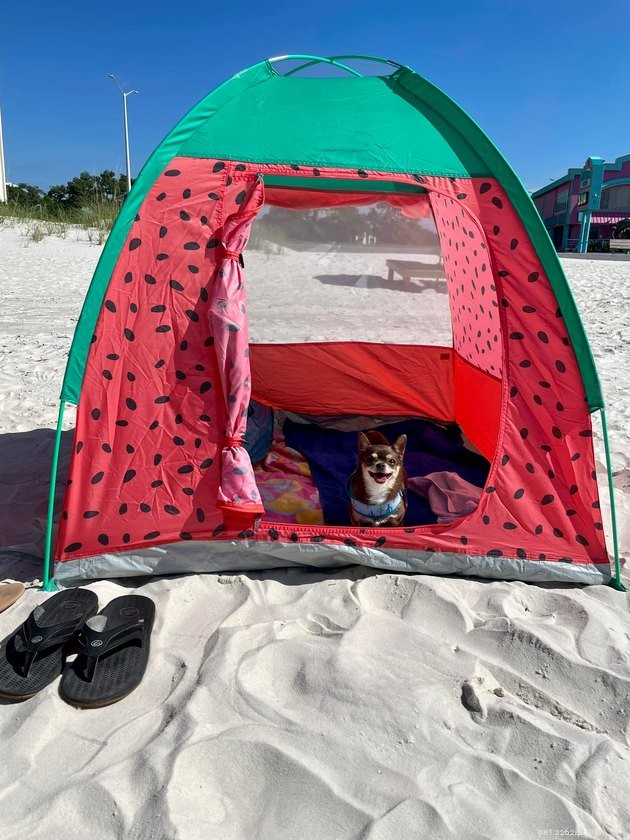 16 Adorable Pet Photos That Instantly Brighten Your Day