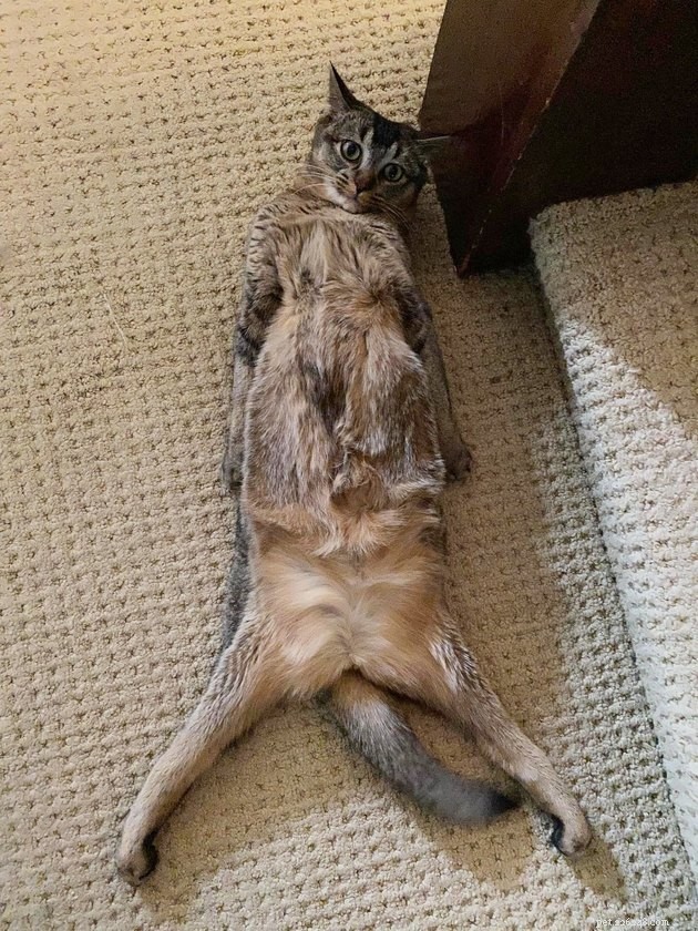 16 Adorable Pet Photos That Instantly Brighten Your Day